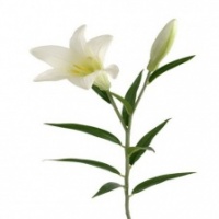 Faux Easter Lily by Grand Illusions